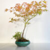 15-year Momiji Japanese Maple bonsai 60 cm in handcrafted ceramic pot — TomoBonsai × Kikusumi Tokyo