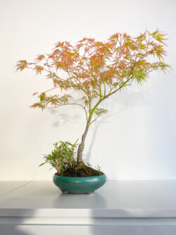 15-year Momiji Japanese Maple bonsai 60 cm in handcrafted ceramic pot — TomoBonsai × Kikusumi Tokyo