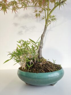 Full profile view of 15-year Momiji Japanese Maple bonsai 60 cm — TomoBonsai × Kikusumi Tokyo