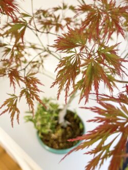 Branch and leaf detail of 15-year Momiji Japanese Maple bonsai — TomoBonsai × Kikusumi Tokyo