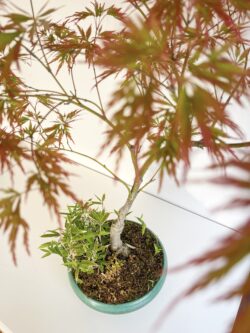 Trunk and root base detail of 15-year Momiji Japanese Maple bonsai — TomoBonsai × Kikusumi Tokyo