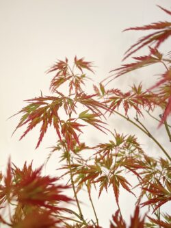 Overhead canopy view of 15-year Momiji Japanese Maple bonsai 60 cm — TomoBonsai × Kikusumi Tokyo