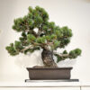 30-year Matsu Japanese Black Pine bonsai 60 cm in handcrafted ceramic pot — TomoBonsai × Kikusumi Tokyo
