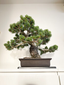 30-year Matsu Japanese Black Pine bonsai 60 cm in handcrafted ceramic pot — TomoBonsai × Kikusumi Tokyo