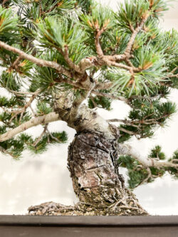 Close-up trunk and bark detail of 30-year Matsu Japanese Black Pine bonsai — TomoBonsai × Kikusumi Tokyo