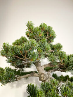 Full profile of 30-year Matsu Japanese Black Pine bonsai 60 cm — TomoBonsai × Kikusumi Tokyo