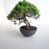 15-year Shinpaku Juniper bonsai 24 cm in handcrafted ceramic pot — TomoBonsai × Kikusumi Tokyo