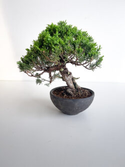 15-year Shinpaku Juniper bonsai 24 cm in handcrafted ceramic pot — TomoBonsai × Kikusumi Tokyo