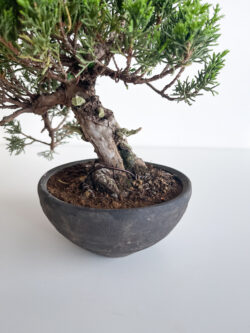 Foliage and branch detail of 15-year Shinpaku Juniper bonsai — TomoBonsai × Kikusumi Tokyo