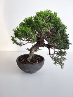 Full profile view of 15-year Shinpaku Juniper bonsai 24 cm — TomoBonsai × Kikusumi Tokyo