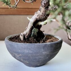 Handmade Shigaraki-yaki bonsai pot for TomoBonsai Japan