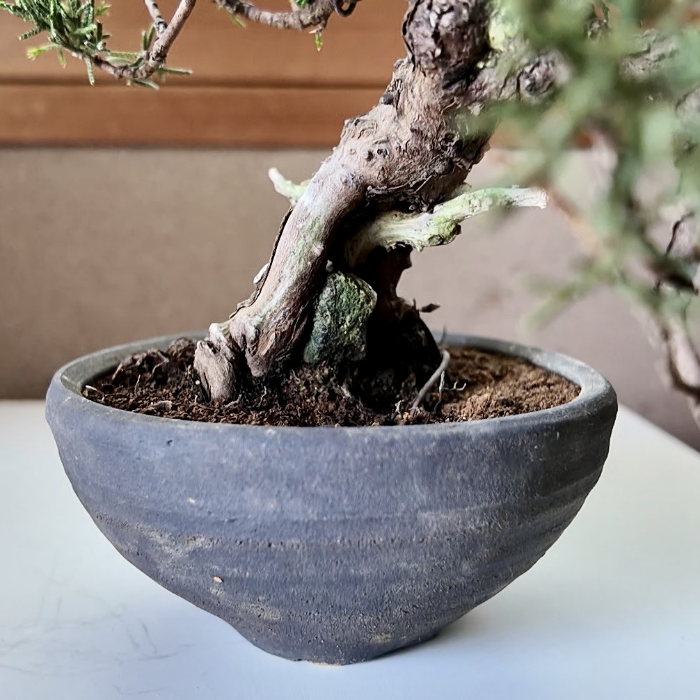 Handmade Shigaraki-yaki bonsai pot for TomoBonsai Japan