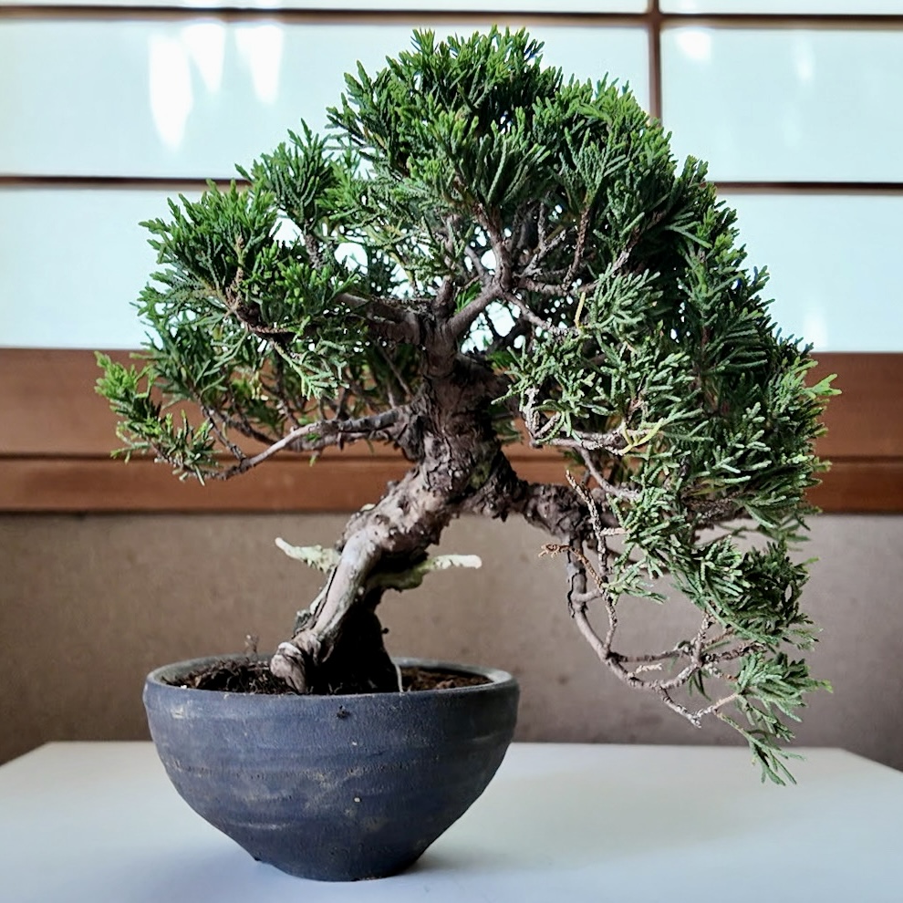 Traditional Shigaraki ceramic bonsai pot handmade in Japan